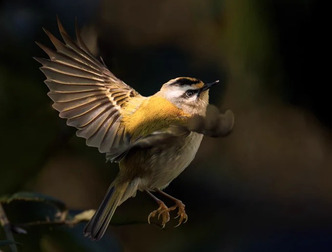 Firecrest
