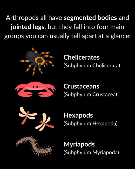 Infographic showing four arthropod groups with simple icons: Chelicerates (a spider icon), Crustaceans (a crab icon), Hexapods (a dragonfly icon), and Myriapods (a centipede icon)
