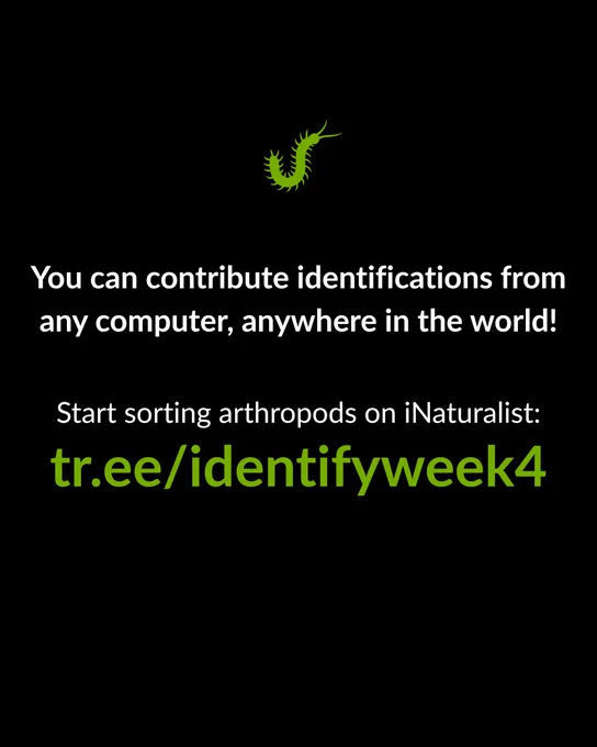Call to action: 'Start sorting arthropods on iNaturalist: tr.ee/identifyweek4' with green millipede icon