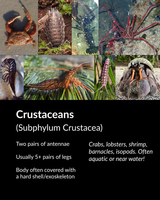 Crustaceans identification guide with photos of crabs, lobsters, shrimp, and isopods. Key features: two pairs of antennae, 5  pairs of legs, often aquatic