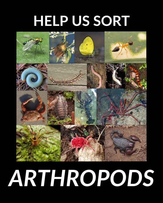 Grid of 16 diverse arthropod photos including insects, spiders, crustaceans, and myriapods with text "HELP US SORT ARTHROPODS"