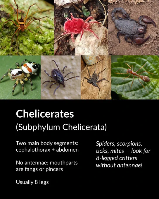 Chelicerates identification guide with photos of spiders, scorpions, ticks, and mites. Key features: 8 legs, no antennae, two body segments