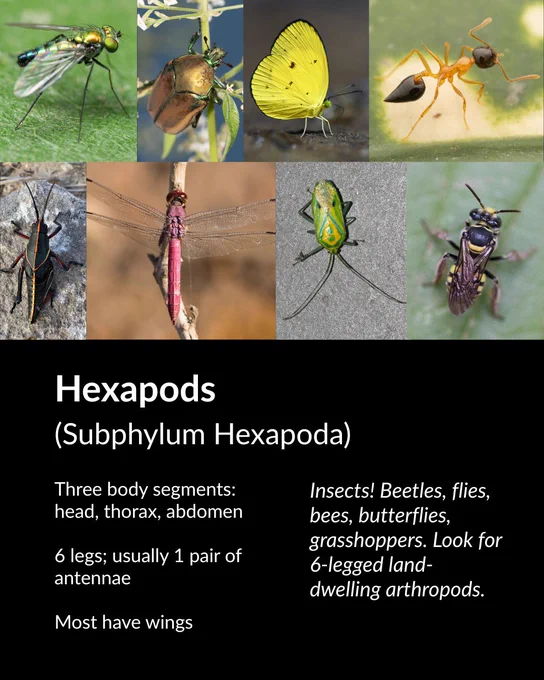 Hexapods identification guide with photos of various insects. Key features: 6 legs, three body segments, one pair of antennae, most have wings