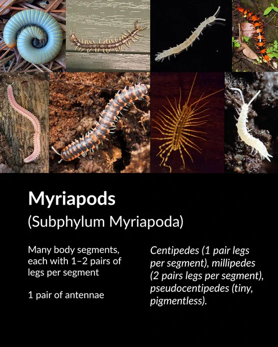 Myriapods identification guide with photos of centipedes and millipedes. Key features: many body segments, 1-2 pairs of legs per segment