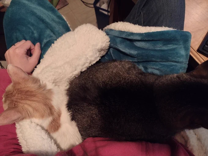 Viewed from above, Cheddar peeks his head from underneath a white sherpa-lined blanket. He's looking to the left. On the right, facing right, Figgy sleeps. He's on top of the blanket and looks to be squishing cheddar. 