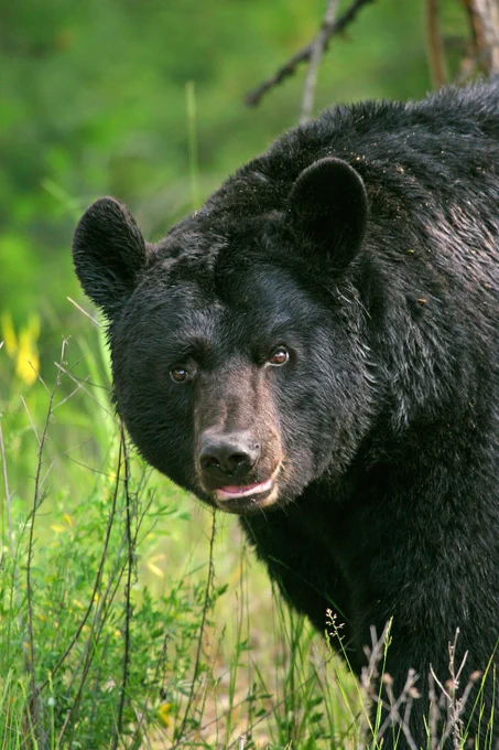 A black bear standing in tall green grass.