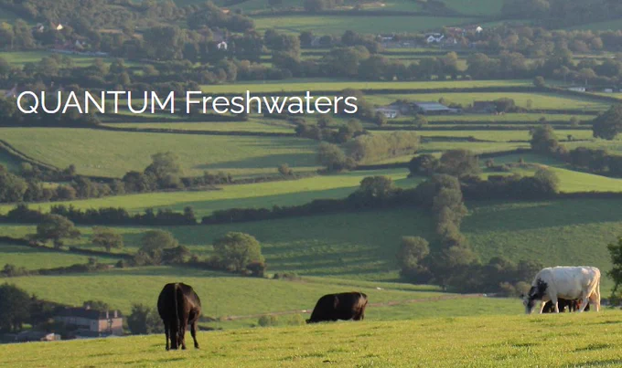 cows in a field