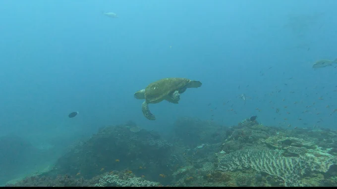 Loggerhead Sea Turtle
Photo 596933033 by Katharina @iNaturalist (CC BY-NC)