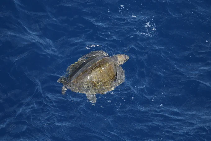Olive Ridley Sea Turtle
Photo 602007324 by John Bruin @iNaturalist (CC BY-NC)