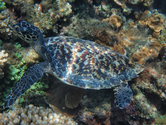 Hawksbill Sea Turtle
Photo 597147409 by betty-norfolk-island-photos @iNaturalist (CC BY-NC)