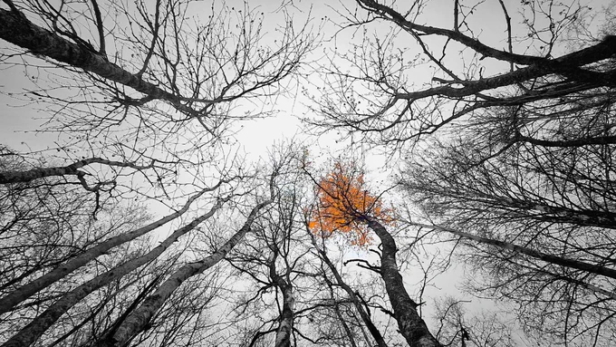Trees during wintertime with no leaves and a gray sky.