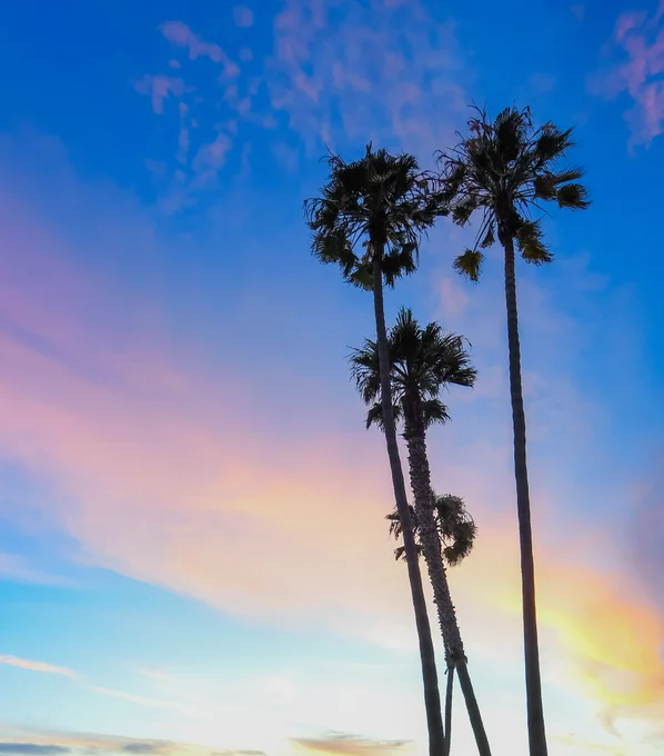 Silhouette of three tall palm trees against a vibrant sunset with hues of blue and pink in the sky.