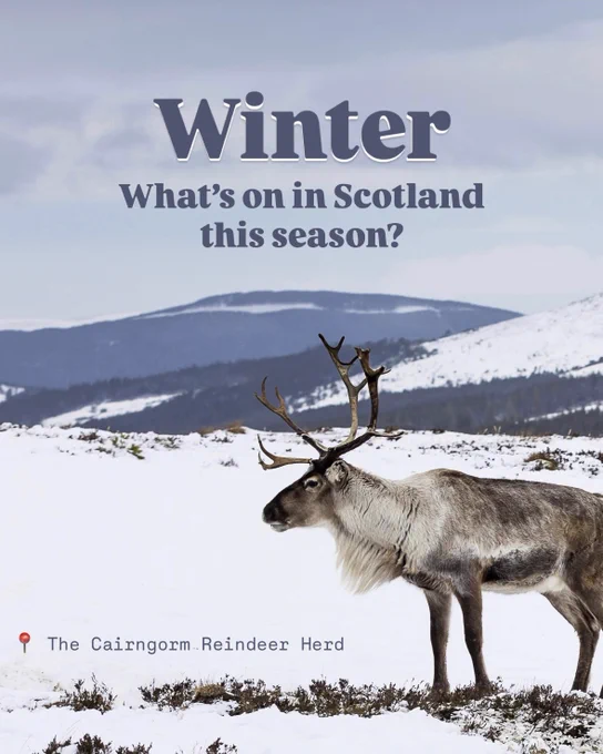 Image Description: A reindeer standing in the foreground of a snow-covered landscape, with hills visible in the distance. Text reading 'Winter' &' What's on in Scotland?' sits at the top of the frame and text reading 'The Cairngorm Reindeer Herd' sits at the bottom.