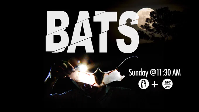 Promotional banner featuring the word "BATS" in large white letters with a silhouetted figure holding a flashlight against a moonlit night sky. Includes schedule details "Sunday @ 11:30 AM" with Discovering Alabama and Alabama Public Television logos below.