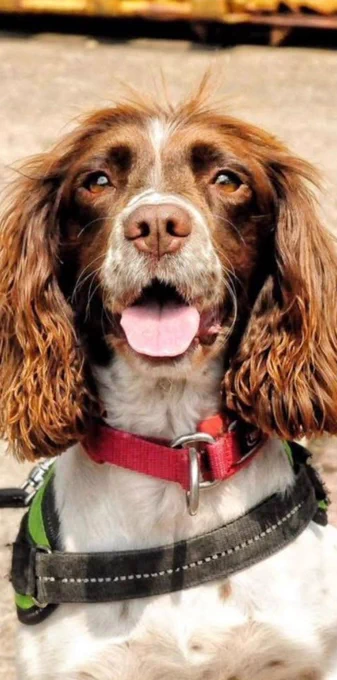 A brown and white english springer spaniel with a red collar