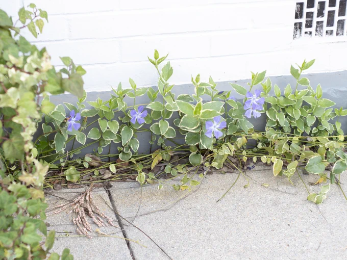 Flowers along the side of a building.