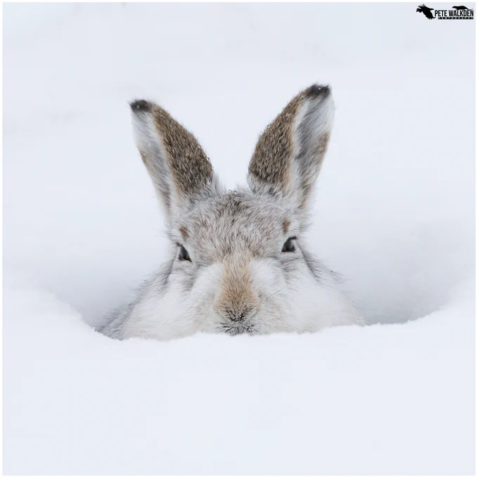 A photo of a mountain hare in its white pelage, sitting low in deep snow, peering out of its form, with both ears raised, almost symmetrical. 