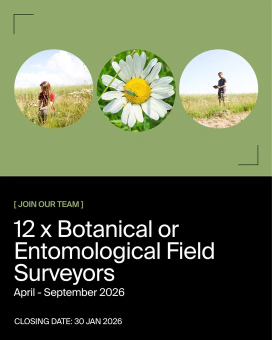 Recruitment poster for 12 botanical or entomological field surveyors, April-September 2026. Closing date: January 30, 2026.