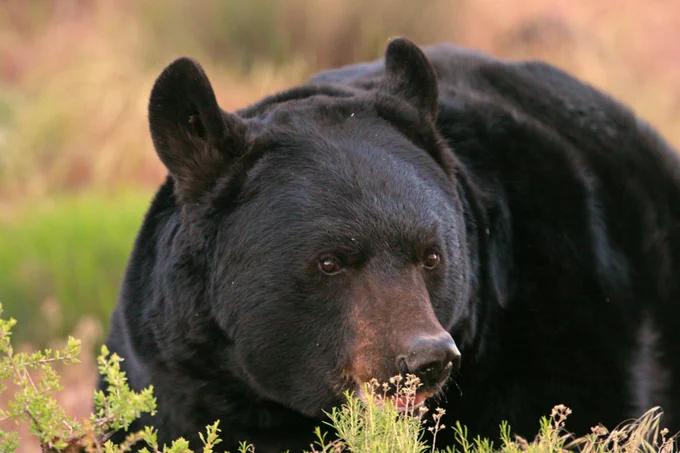 A black bear standing by some foliage. 