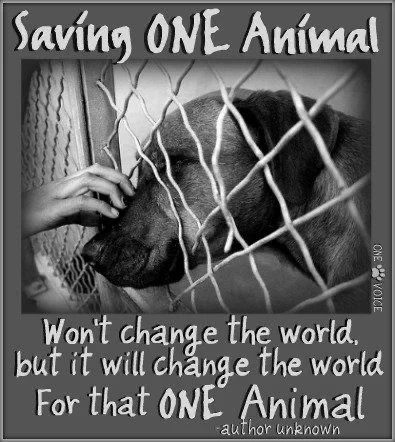 🐶💟🐱 It’s #forgottensoulshour soon!
UK: 9pm
US: 4pm ET, 3 CT, 2 MT, 1 PT
 
Join us to help longterm #rescue animals (awaiting a home over one year).
 
All are welcome & all tweets/RT’s are appreciated!
 
#rescues #shelters
#adoptdontshop