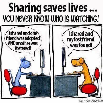 🐶💟🐱 Welcome to #forgottensoulshour, an hour every Thursday dedicated to raising awareness for shelter/rescue #animals waiting for their forever homes more than a year.
 
Everyone is welcome to participate, and every tweet/RT helps!
 
Ready? Let’s go!!
 
#adoptdontshop #cats #dogs