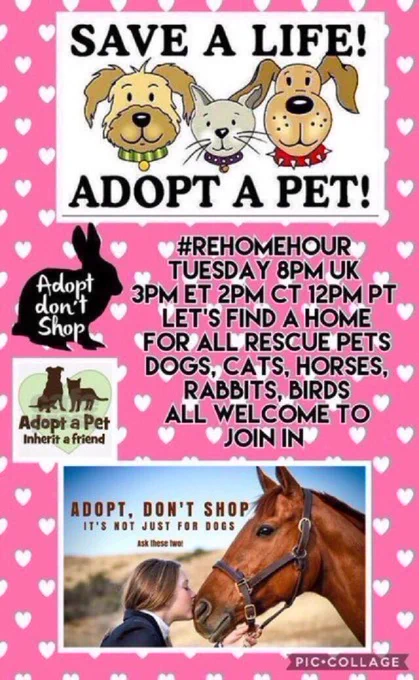💟 #Forgottensoulshour friends, please also join us for #RehomeHour on Tuesdays
 
#RehomeHour tweets & RT’s #adoptable pets who need a new loving home. ALL ARE WELCOME to participate
 
Every Tues 8pm UK, 3pm ET, 2 CT, 1 MT, 12 PT
 
Hosted by @MillieOTLFP
 
#adoptdontshop #dogs #cats