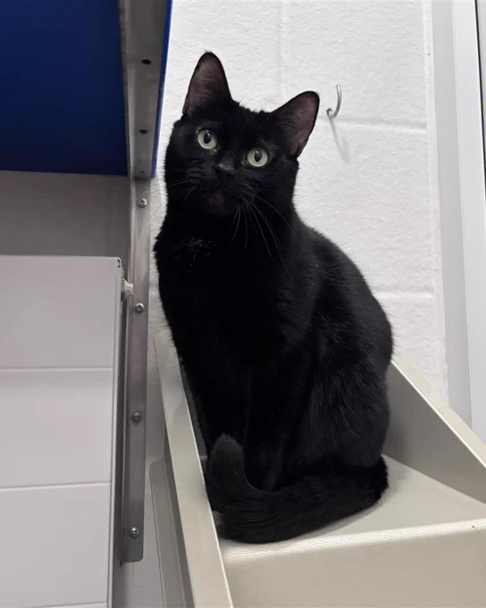 A black cat sitting on a white step, looking directly at the camera with alert eyes.
