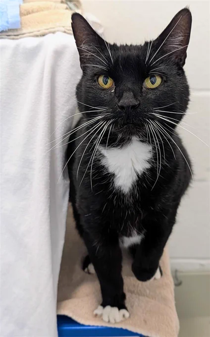 A black and white cat with striking yellow eyes standing on a blue ledge, peeking out from behind a white fabric.