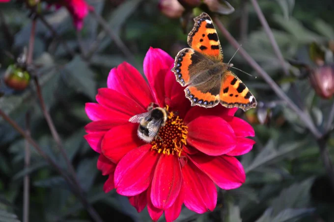 Tortoiseshell butterfly and bumblebee on a bright pink flower