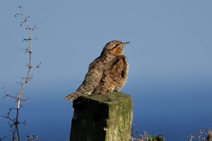 Wryneck image by Steve Dudley