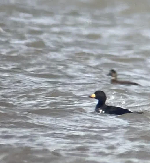 Black Scoter image by Sean O'Hara