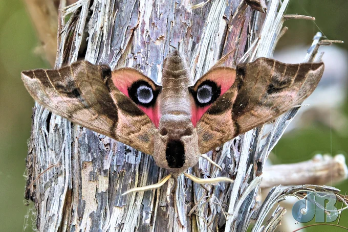 Eyed Hawk-moths are among our biggest moths. When its forewings are covering its hindwings, the head with its dark markings might ward off a predator, because it looks like a furry face staring back, but if that doesn't work, then it flashes the ocelli (false eyes) on its hindwings and that often does the trick. #pareidolia

With the hindwings exposed the markings on the head become an open mouth and nostrils below the eyes rather than being a face themselves