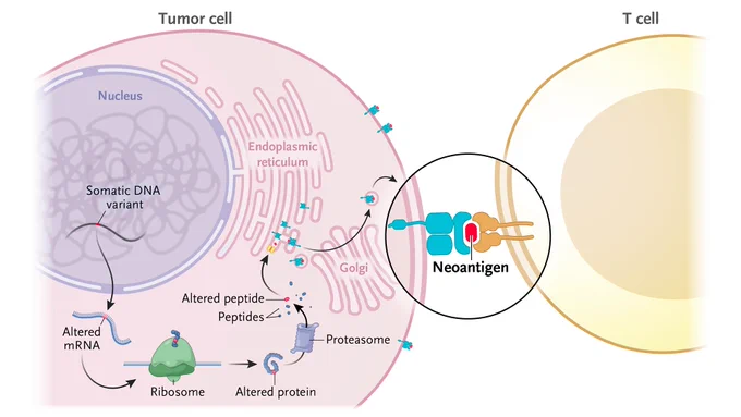 Visual representation of a neoantigen