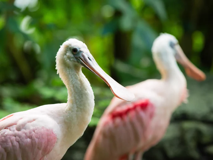 A pair of spoonbills in the Amazonian exhibit at Smithsonian's National Zoo and Conservation Biology Institute. (Connor Mallon/Smithsonian)