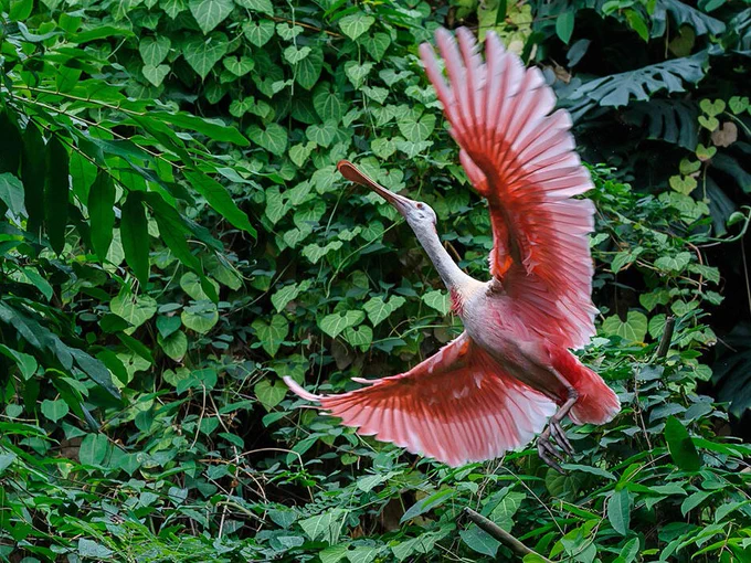 A spoonbill takes flight in the Amazonian exhibit at Smithsonian's National Zoo and Conservation Biology Institute. (Skip Brown/Smithsonian)