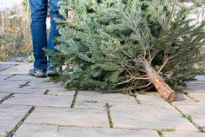 A man pulling away his old Christmas tree