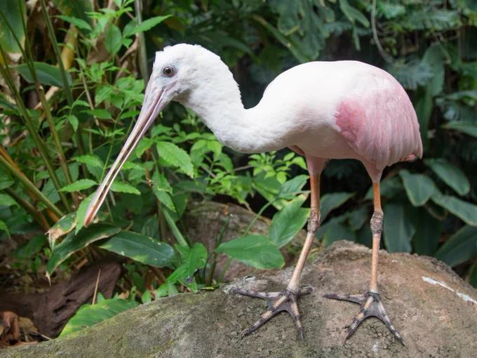 A spoonbill perches atop a boulder in the Amazonian exhibit at Smithsonian's National Zoo and Conservation Biology Institute. (Skip Brown/Smithsonian)