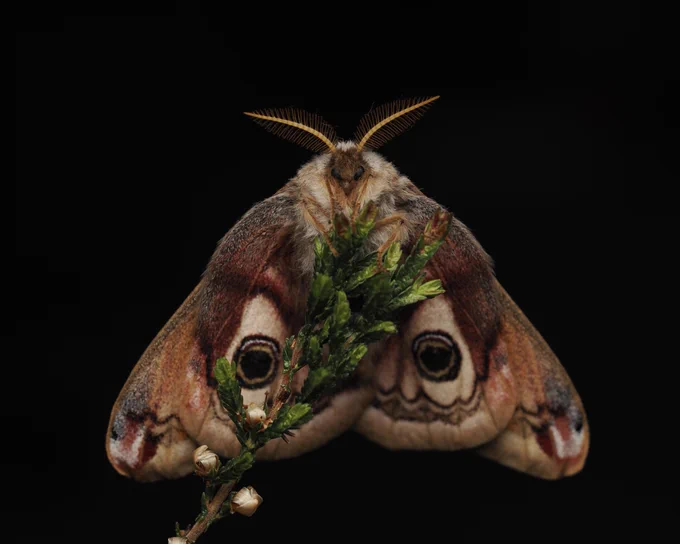 A male Emperor Moth facing directly at the camera while perched on a green plant against a black background.