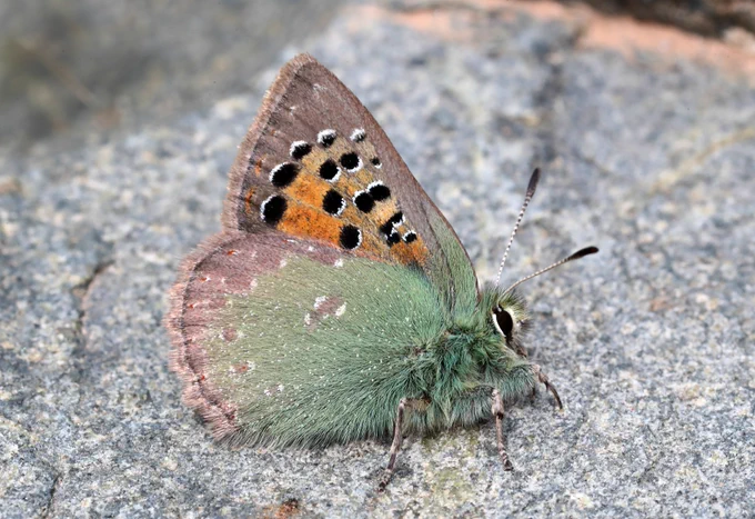 Provence Hairstreak (Tomares ballus) © Jon Dunn
