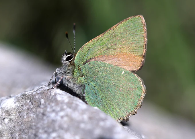 Green Hairstreak (Callophrys rubi) © Jon Dunn