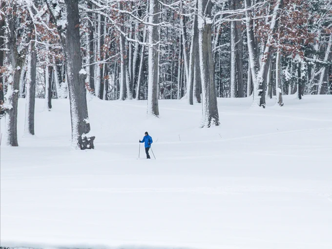 A person cross-country skiing in a snowy forest.