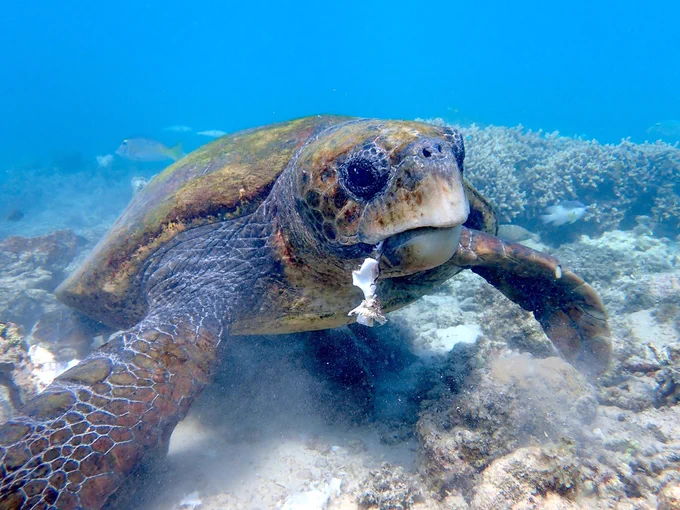 Loggerhead Sea Turtle.
iNaturalist Photo 527473661, (c) Henry Cooper, some rights reserved (CC BY-NC)