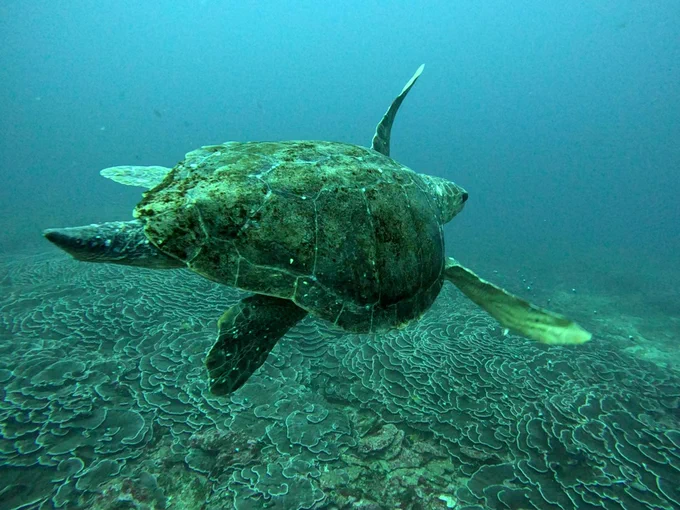 Male Green Sea Turtle (male turtles have a thick, extended tail).
iNaturalist Photo 606215204, (c) Peter Swart, some rights reserved (CC BY-NC)