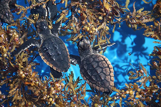 Photo credit: National Ocean Service, National Oceanic and Atmospheric Administration