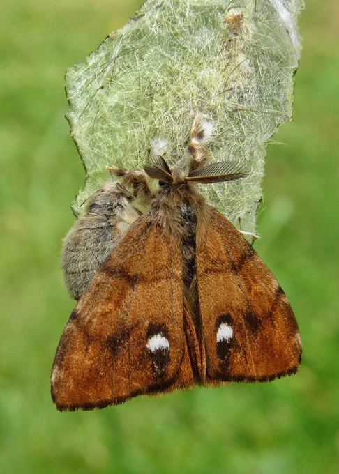 A male Vapourer moth mating with a female on the cocoon she has just emerged from.
