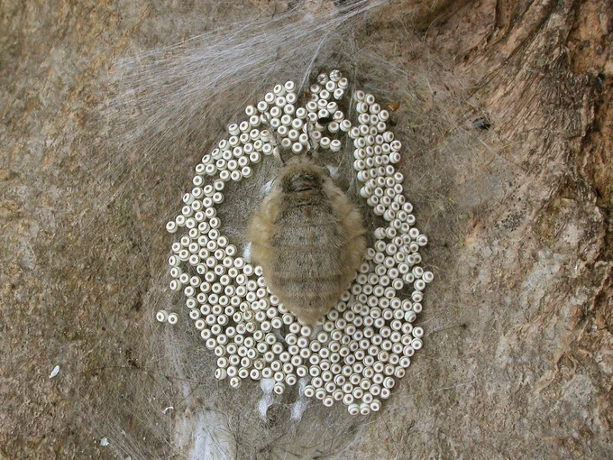A round, wingless female Vapourer moth surrounded by her freshly laid eggs