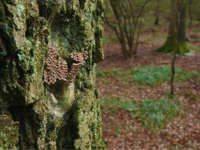 A Vapourer moth cocoon covered in clusters of eggs, attached to lichen-covered tree bark in woodland
