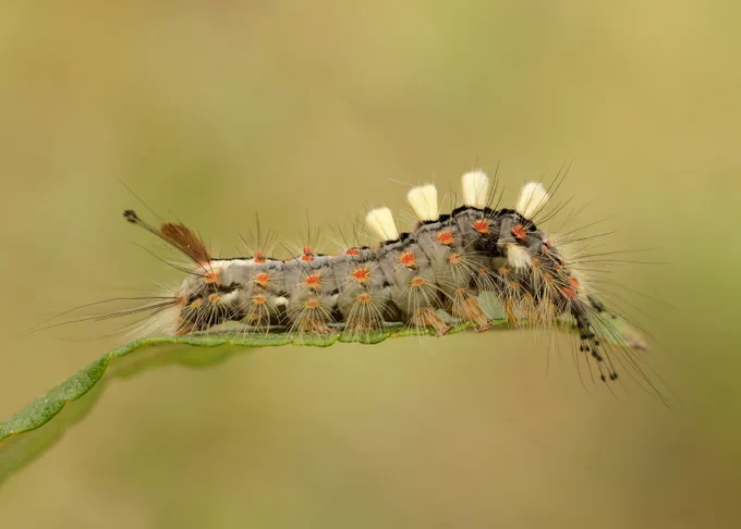 A colourful Vapourer moth caterpillar with long hairs and four bright yellow tufts sticking out along its back. 