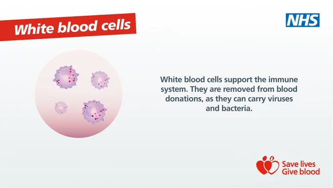 An illustration shows a petri dish containing large spiky cells with red dots to represent white blood cells. The text reads: 'White blood cells support the immune system. They are removed from blood donations, as they can carry viruses and bacteria."