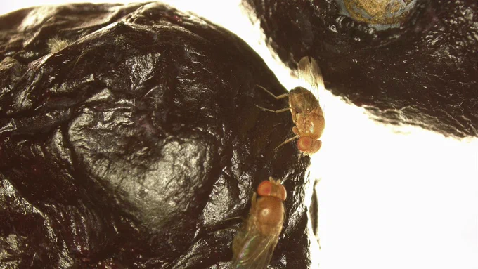 Drosophila suzukii on blueberry fruits